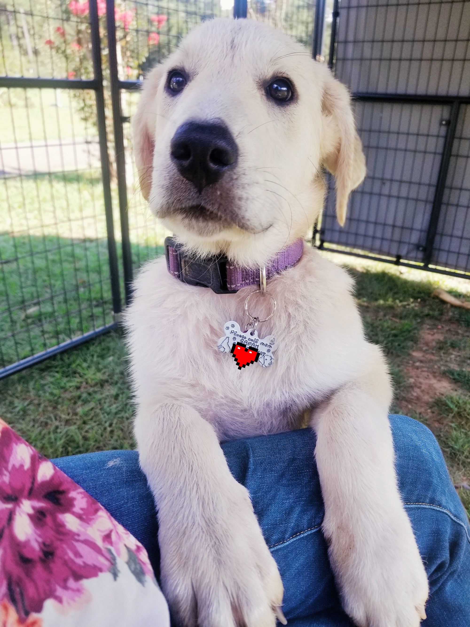 Pet Tag, Dog Collar Tag, Cat Collar Tag, Personalized Pet Tag, ID Tag for Pets, Collar Tags