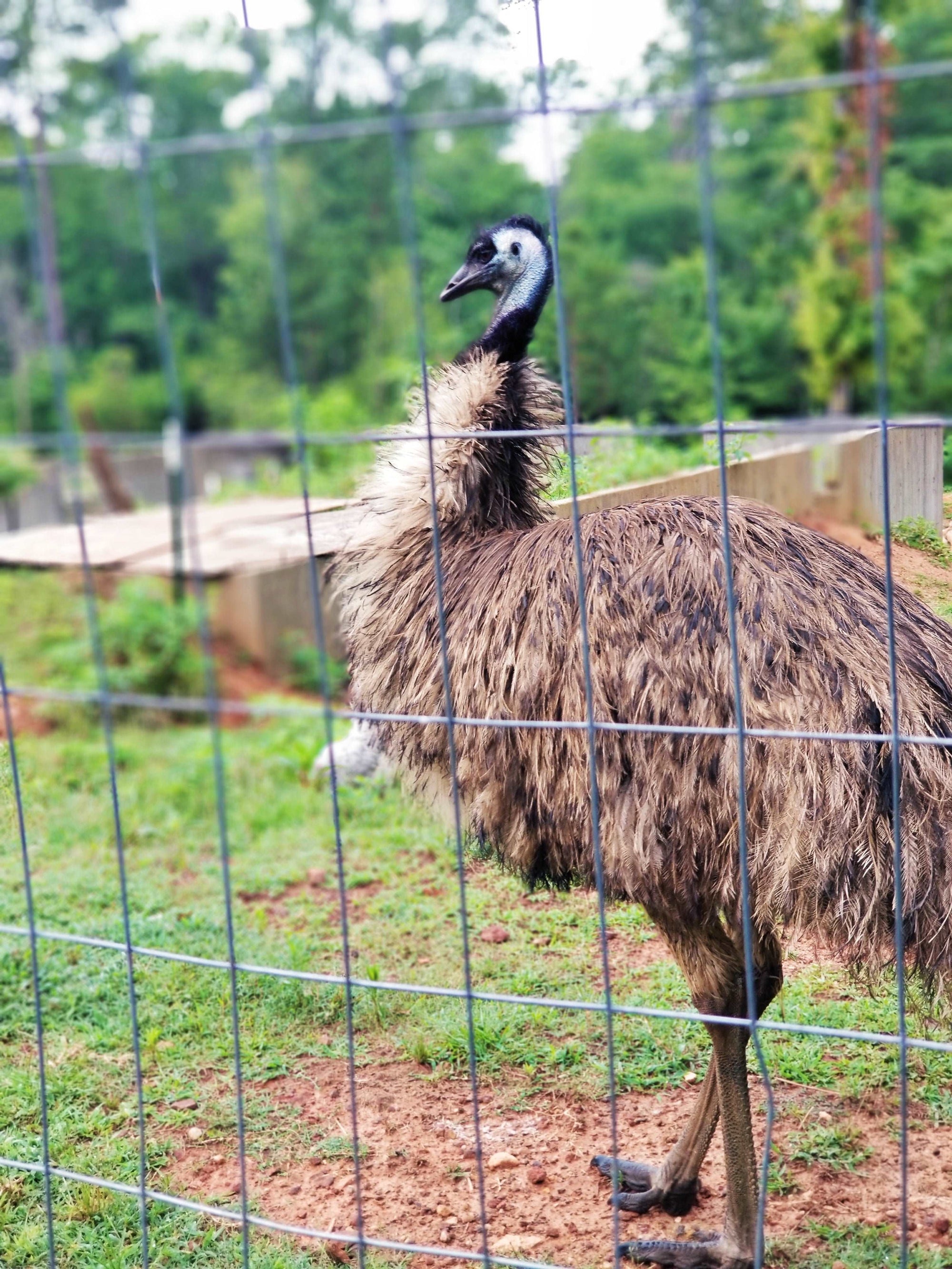 Emu Earrings Genuine Feathers, Long Feather Earrings, BOHO Earrings, Feather earrings, Animal Earrings, Emu Lover Jewelry
